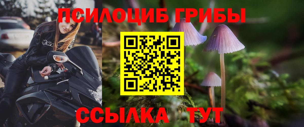 Галлюциногенные грибы Psilocybe Луховицы